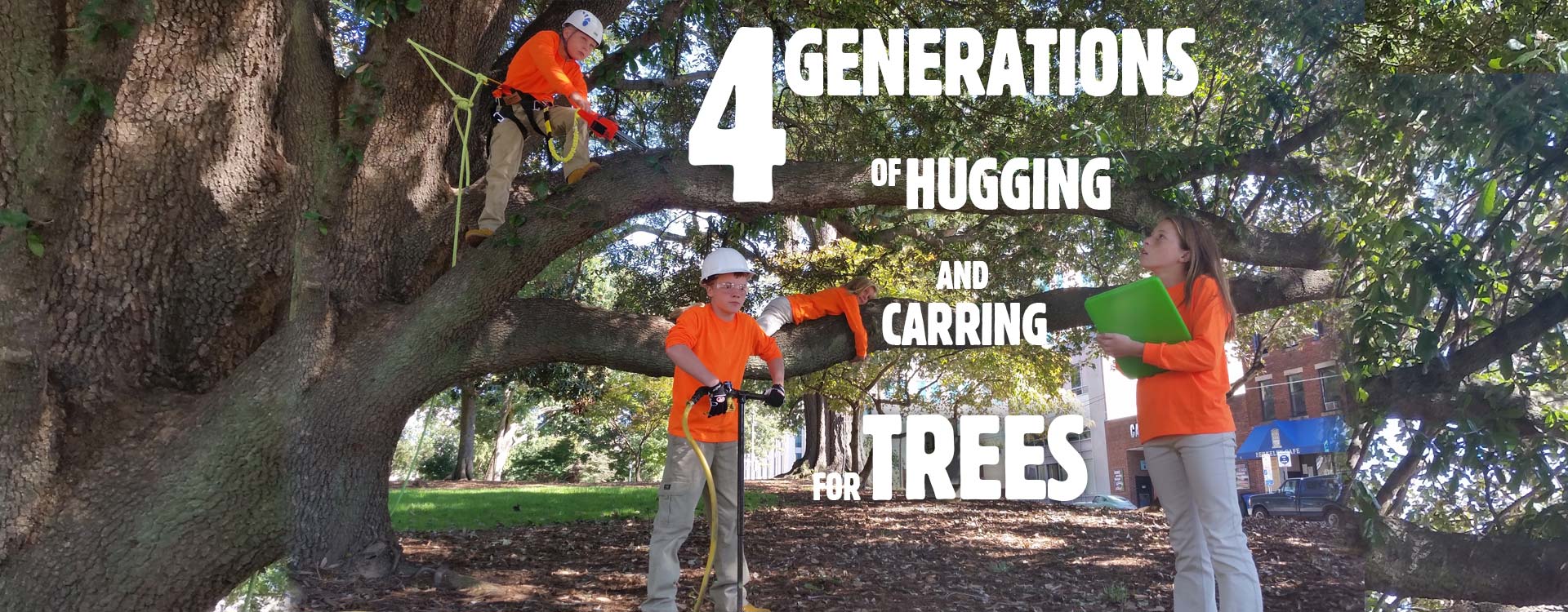 Charlotte Tree Service Tree Removal Service Charlotte Tree Cutting