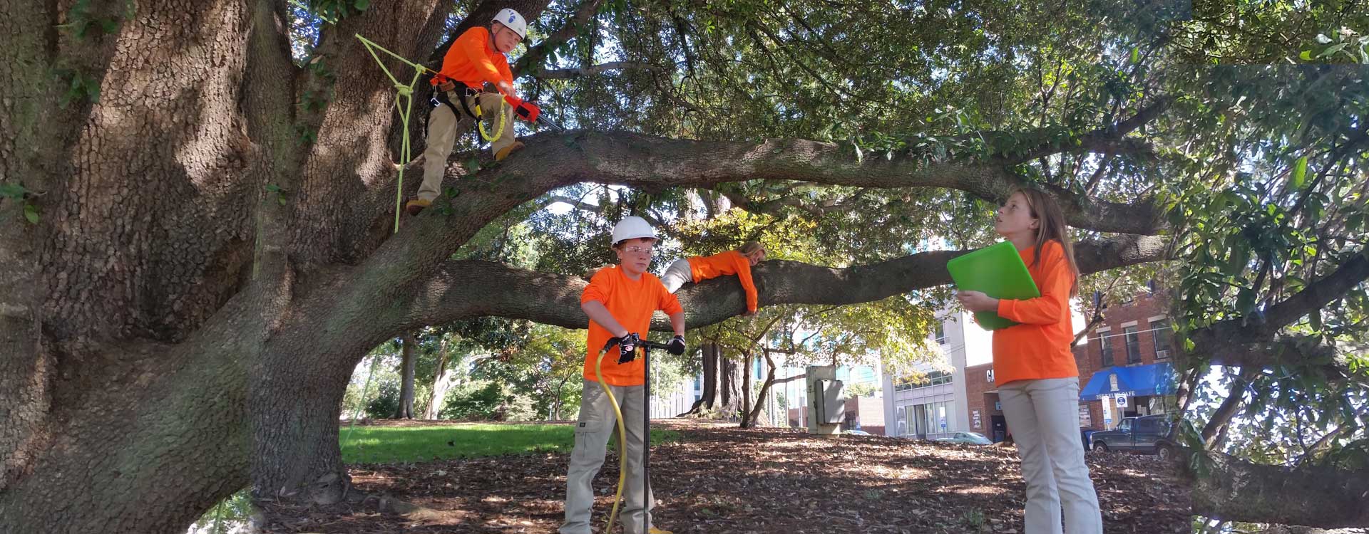 CharlotteTreeCare Arbormax Tree Service Charlotte