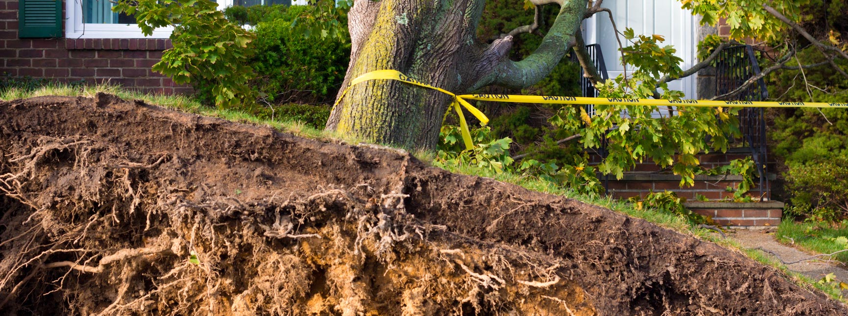 Services Arbormax Tree Service Charlotte