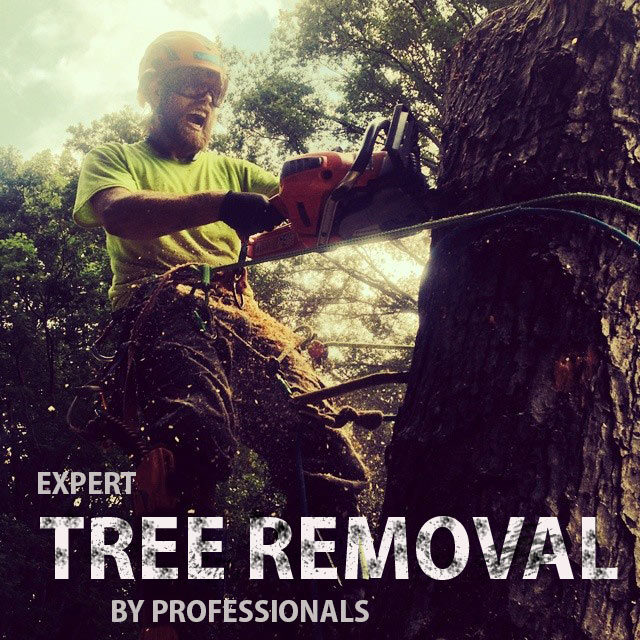 EXPERTTREEREMOVAL Arbormax Tree Service Charlotte