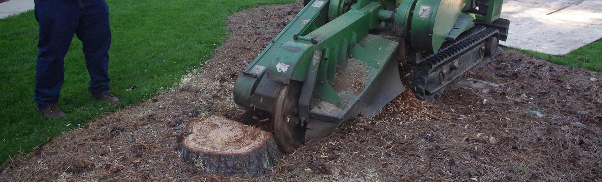 Stump Grinding Arbormax Tree Service Charlotte